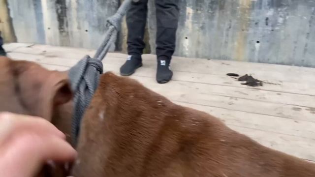 Шереметьевский Приют-помощь амстаффам и питбулям. Возьми себе друга из приюта смотреть онлайн