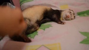 Непобедимый сон хорька, ferret sleeps, тхір спить