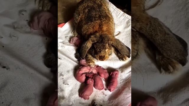 Bunnies giving birth?#bunny #bunnies #shortvideo #shorts #short