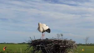 Дальневосточный аист. Экспедиция 2022