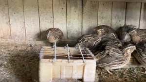 Яйценоскость перепелов при разных типах кормления. Часть 3.