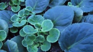 ФИАЛКИ. Экскурсия по оранжереям Оптимары.