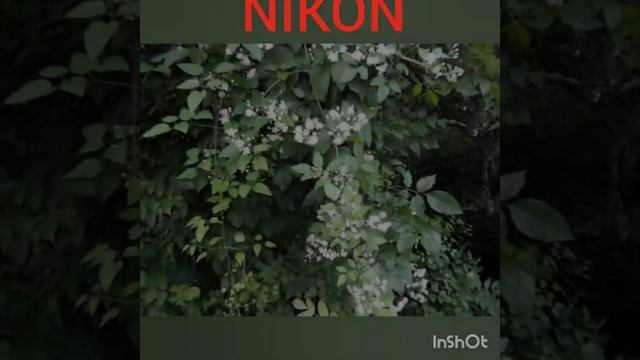 Представям ви Nikon S9400 смотреть онлайн