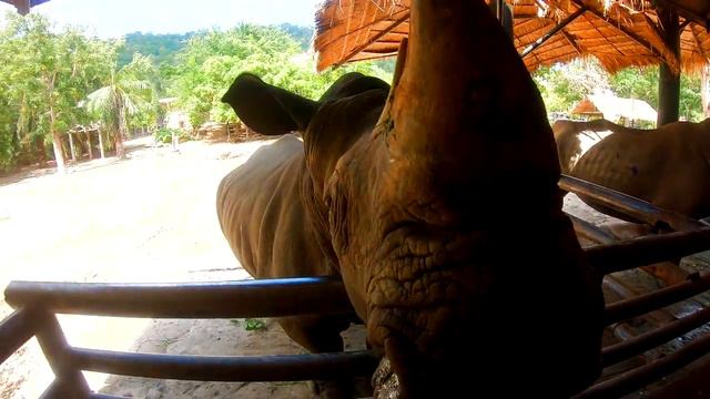 Зоопарк Kхao Kхeo недалеко от Паттайи. Девчонки и дети довольны смотреть онлайн