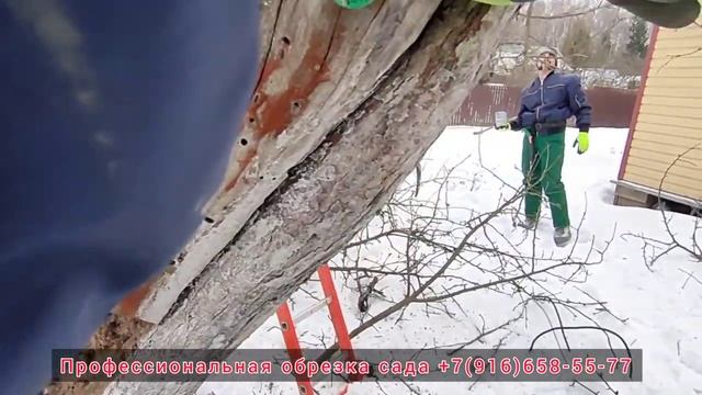 Гвозди в яблоне. Как можно навредить помогая. смотреть онлайн