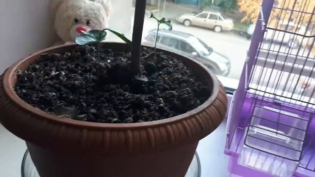 Если в цветочных горшках появилась плесень... смотреть онлайн