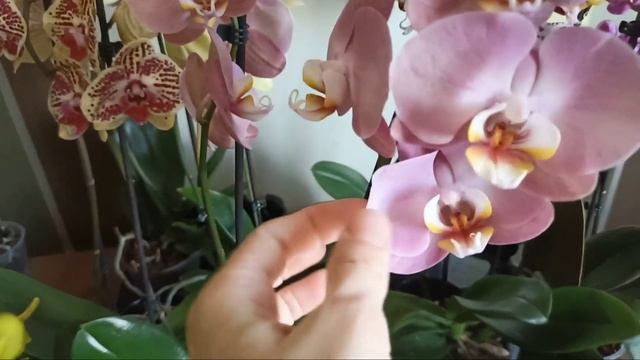 Сортовые орхидеи, бабочки, мутанты из Голландии / Поставка апрель 2022