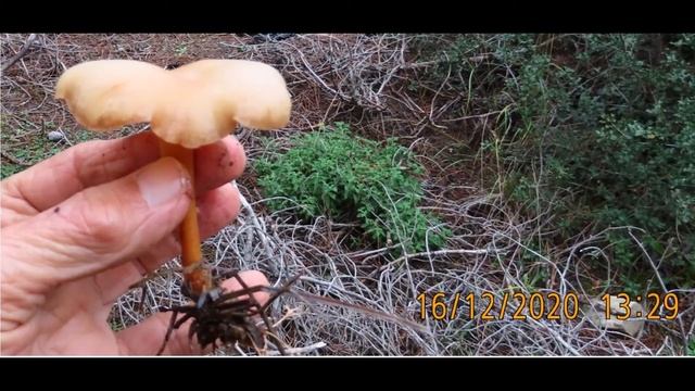 Gymnopus dryophilus Greece by Theo Fotiadis смотреть онлайн