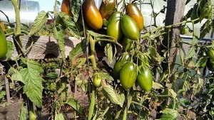 ? томат-сорт Чёрная сосулька ?