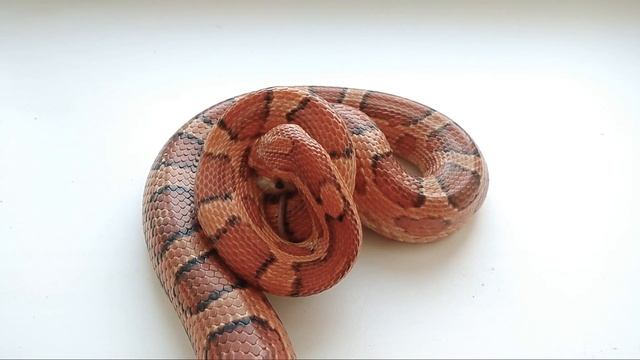 Маисовый полоз кушает. (змея ест мышку) смотреть онлайн