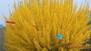 Форзиция промежуточная Спектабилис (spectabilis) ? обзор: как сажать, саженцы форзиции Спектабилис