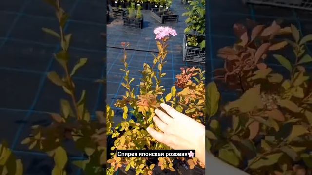 Спирея японская розовая смотреть онлайн