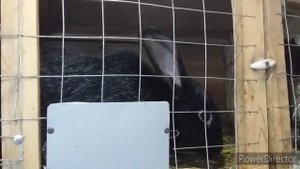 Кроличья Мини Ферма// Кроликов Почти Нету/Переезд В Деревню//Продажа Дома/Леггорн