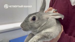 Опыты над кроликами ради вашего здоровья. Испытания биорезорбируемых материалов на ушастых