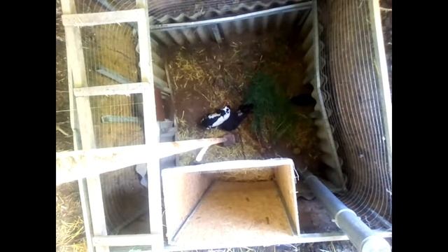 Приучаю малышей не бояться показываться из норы смотреть онлайн