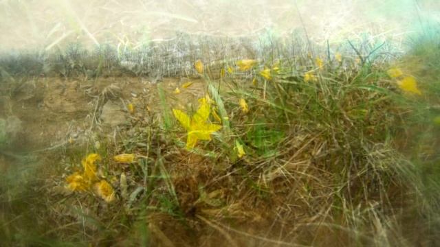 Скромые степные тюльпаны Оренбуржья ( 4K ) Видеозарисовка смотреть онлайн