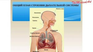 Голос / МЕХАНИЗМ ОБРАЗОВАНИЯ ГОЛОСА / физиология человека