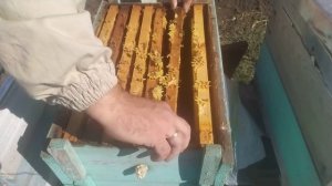 Секреты успешной зимовки. Предварительно собираю гнезда пчел в сентябре.