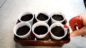 Рассада перца без пикировки