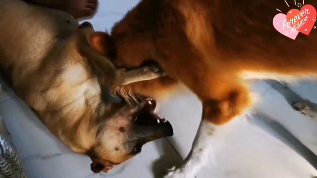 BORDER COLLIE AND SHARPEI: Wake's up madrasta!! 🤣🤣 смотреть онлайн