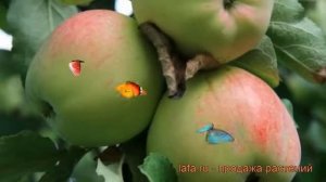 Яблоня обыкновенная Баяна (malus bayana) ? яблоня Баяна обзор: как сажать саженцы яблони Баяна