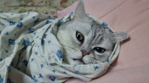 Как пеленать кота в 2023 году