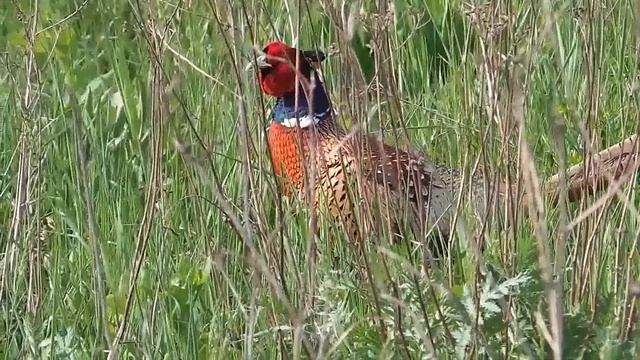 Phasianus colchicus - Ring-necked Phaesant смотреть онлайн