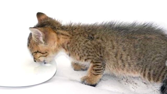 Девушка из жалости купила котенка за 100 рублей, вот как он изменился! смотреть онлайн