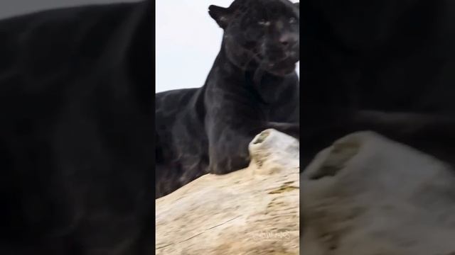 Нежности кошачьи ❤.mp4