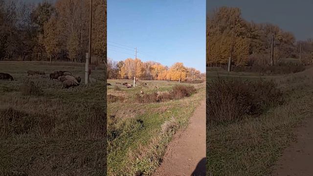 Алтай Кыргызы!!6 89832794488 Ысык салам