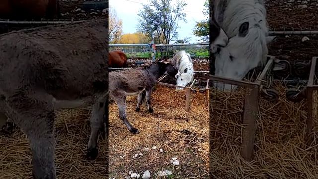 ? let's talk like a man in nature (!!! ) donkey and horse dialogue  // Horses, Donkeys & Katrin