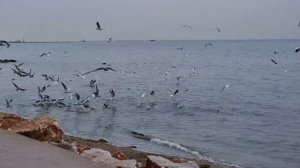 Yalova (Ялова, Турция). Прогулка по набережной.