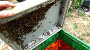 Семья отрутневела выход