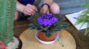 African Violet Care & Information (Saintpaulia ionantha)