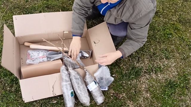 Отзыв Агромаркет (відгук) Лилия Гигант "Touchstone", Лилия "Red Morning", Малиновое дерево Богатыр смотреть онлайн