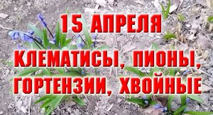 15 апреля. Клематисы, хвойные, гортензии, пионы