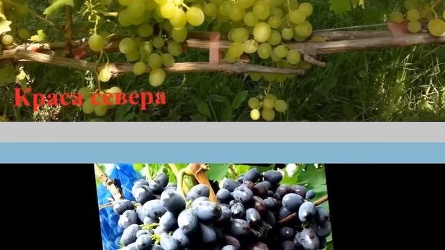 Какой виноград  лучше выращивать на участке