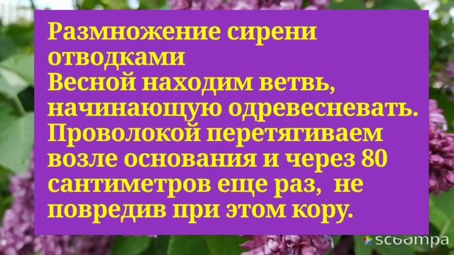 Размножение сирени (способ отводки)