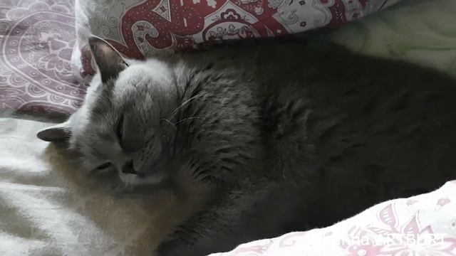 КІШКА БРИТАНКА дрімає)) смотреть онлайн