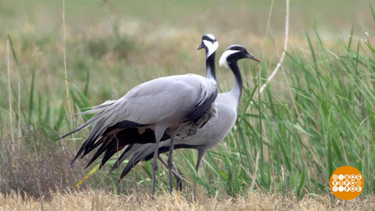 Журавль по небу летит... А куда? Доброе утро. Суббота. Фрагмент выпуска от 09.09.2023