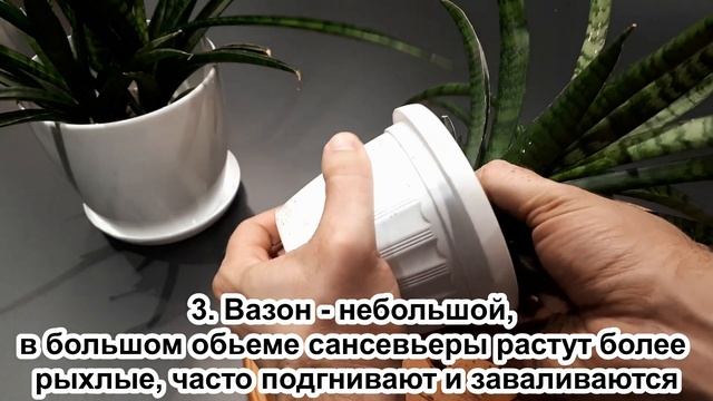 Сансевьера ИЗЯЩНАЯ. Пересадка. Простое в уходе растение. Сансевиерия. Уход в домашних условиях