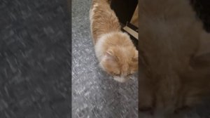 Тестируем стабилизатор Xiaomi Funsnap Capture Pi (стедикам) с котиком Пушком