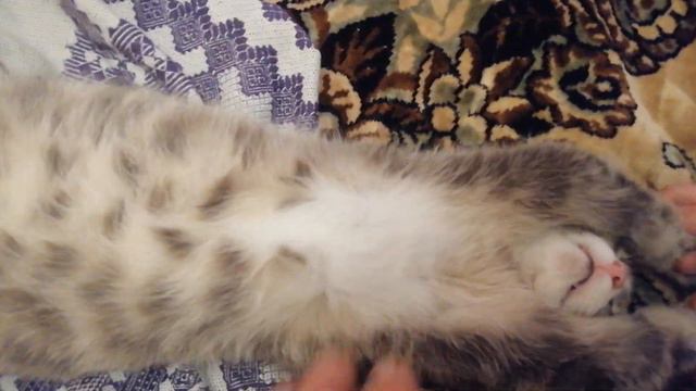 кот Мурзик крепкие нервы крепкий сон смотреть онлайн