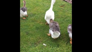 Как растут и развиваются Холмогорские гуси