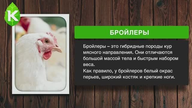 Содержание бройлеров в домашних условиях