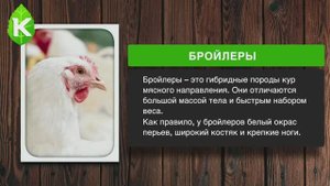 Содержание бройлеров в домашних условиях