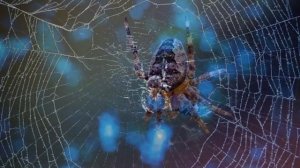 Символизм напоказ