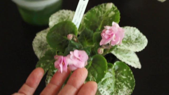 Фіалки .Цвітіння нових пестролистних Фіалок … смотреть онлайн