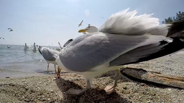 Кормим чаек. Бухта Песчаная. Байкал 2015 смотреть онлайн