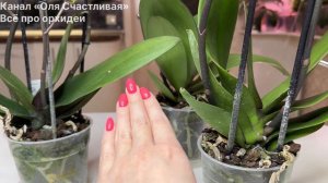 Новые орхидеи Паутина на орхидее